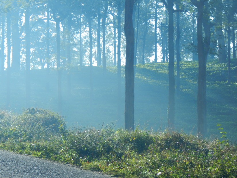 a forest with fog covering the bushes