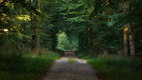 A small muddy pathway with grass and tree cover on either side