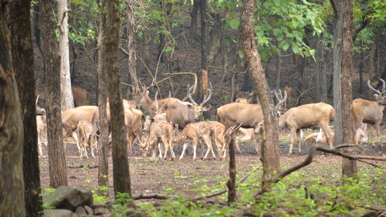 a sanctuary with a number of deer eating grass