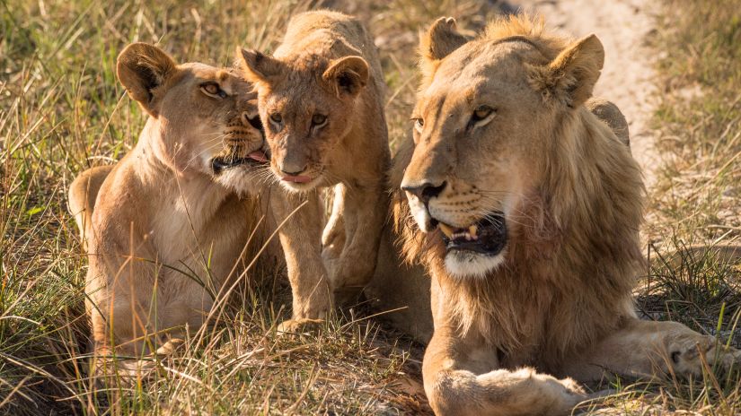 a family of lions sitting in the wild