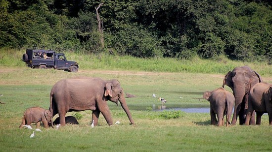 elephants playing near a pool of water