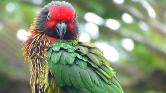 YELLOWISH-STREAKED LORY