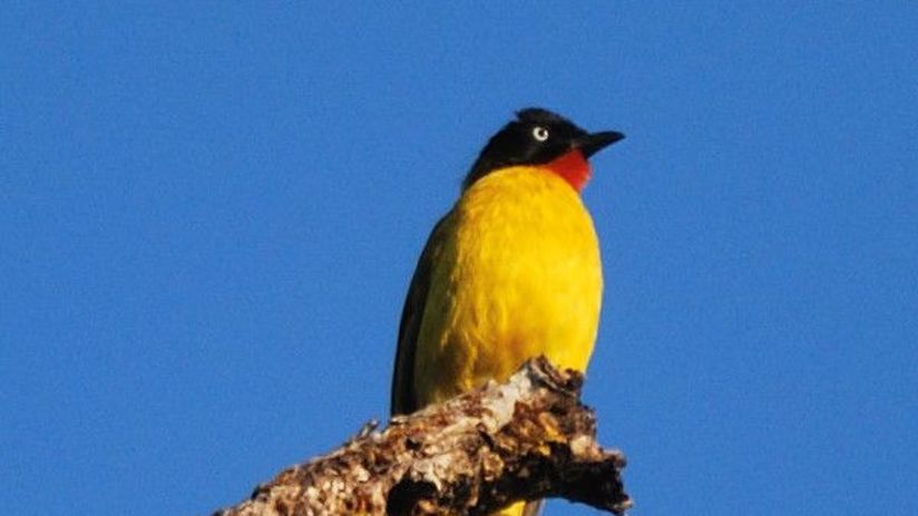 little yellow bird sitting on tree branch