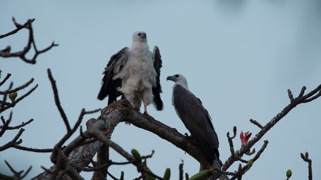 Sea eagle