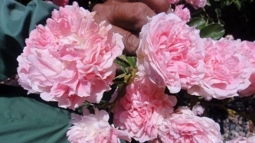 An image of a bunch of pink Kumaon Wild Roses