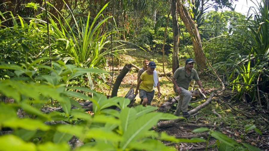 people hiking through a thick jungle