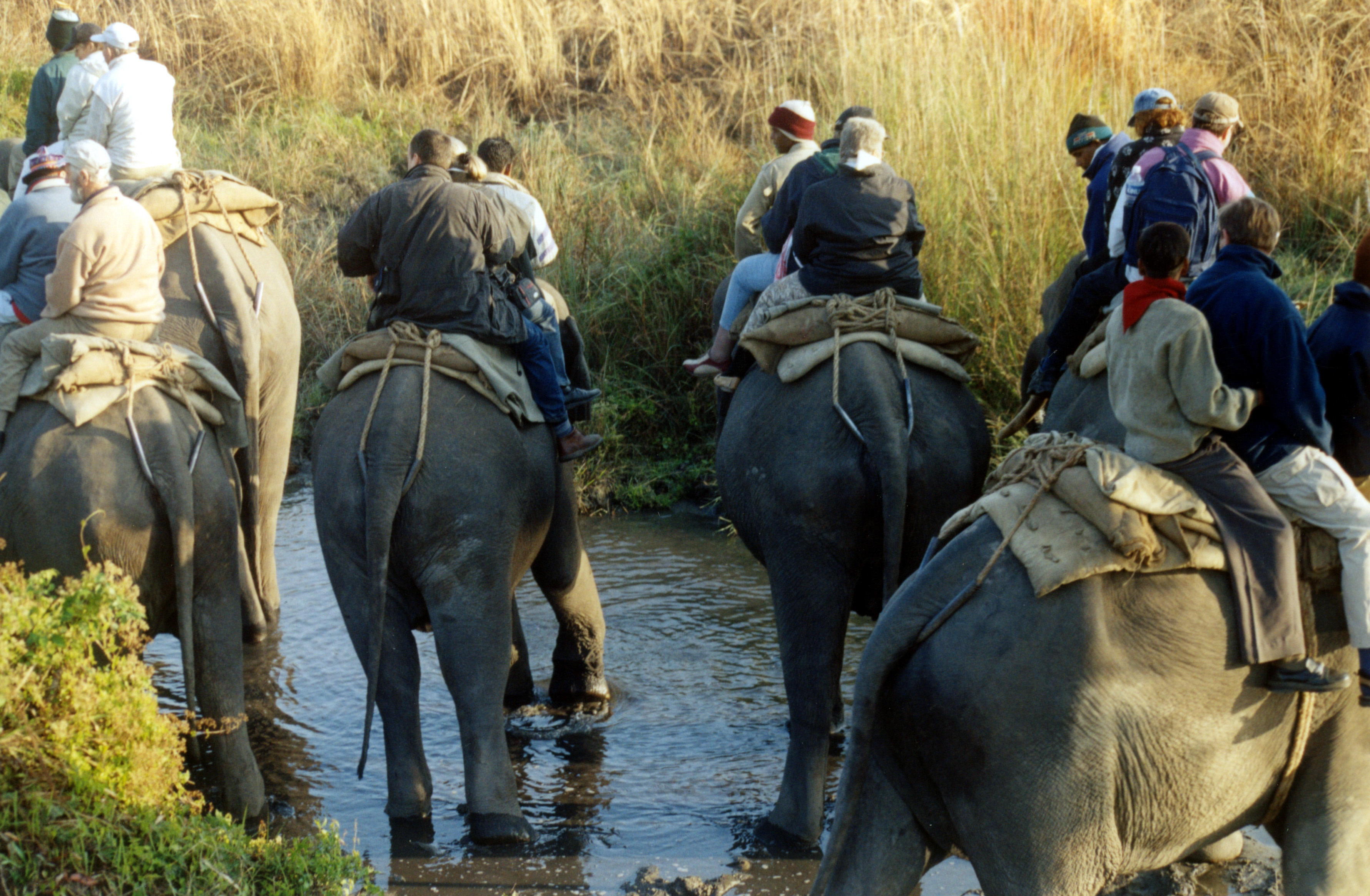 Elephant ride at Manas