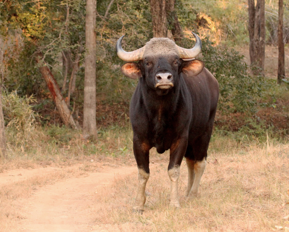 Satpura - Gaur
