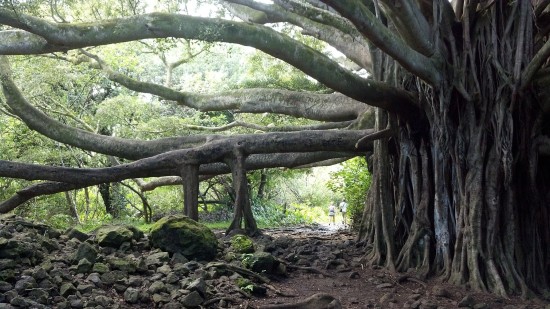 a banyan tree at Karapura village near Chikmagalur