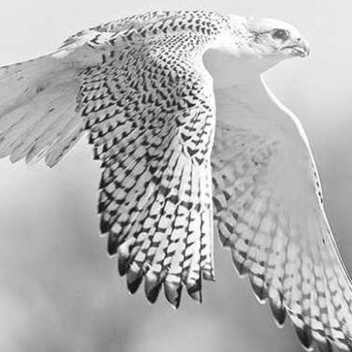 White falcon store