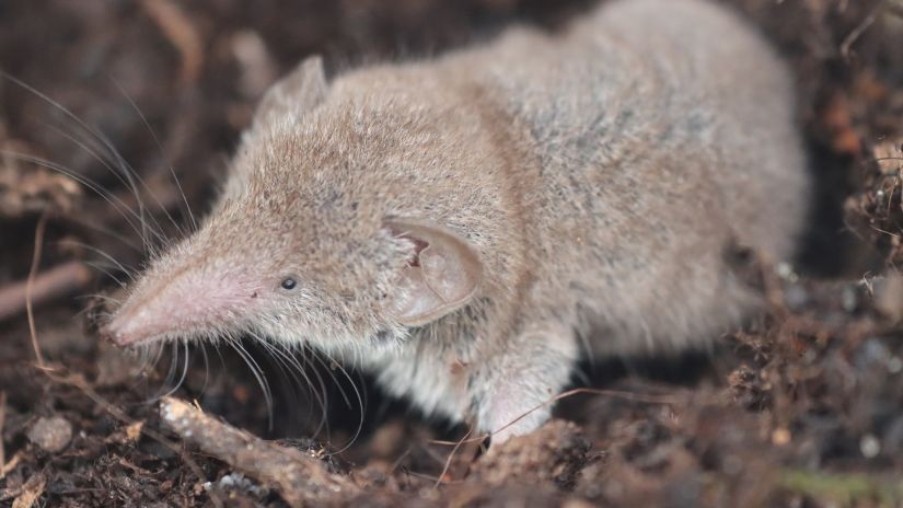 Picture of a Shrew