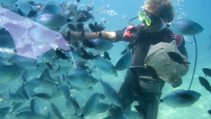 a person snorkelling and interacting with fishes passing him by