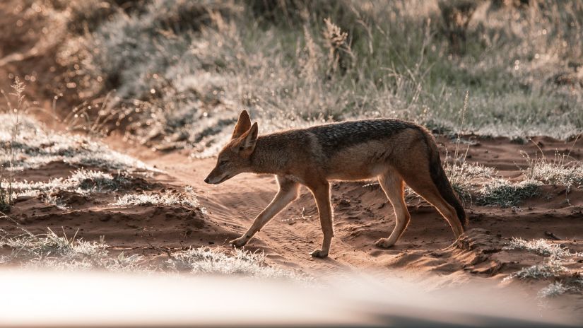 A picture of a fox walking outdoors