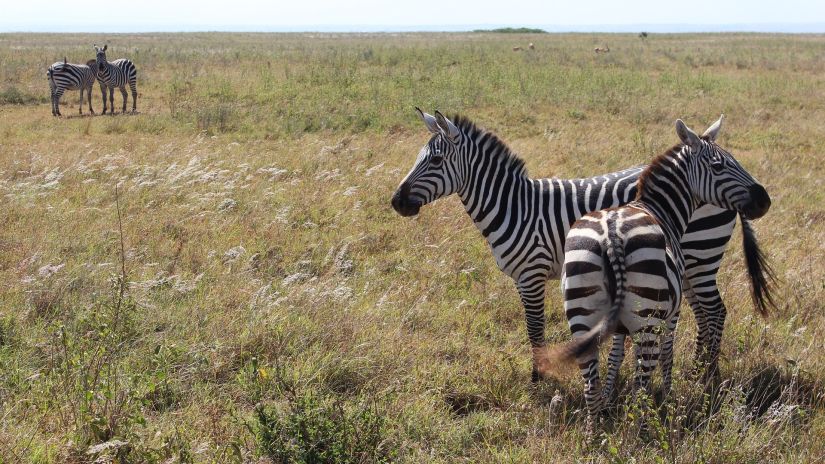 Nairobi National Park 2