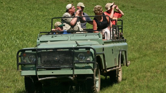 Jeep safari at The Serai Bandipur