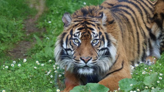 tiger in Bandipur National Park