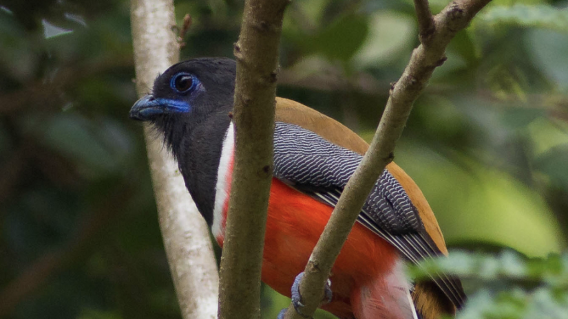 Colorful bird with blue head and orange tail perched in a tree.