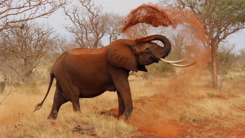 Elephant tossing red dust with its trunk in a dry, grassy landscape.