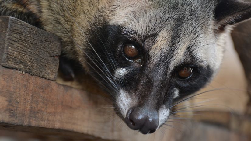 A picture of a Palm Civet