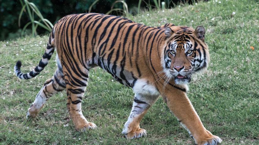 A tiger at the Jim Corbett National Park