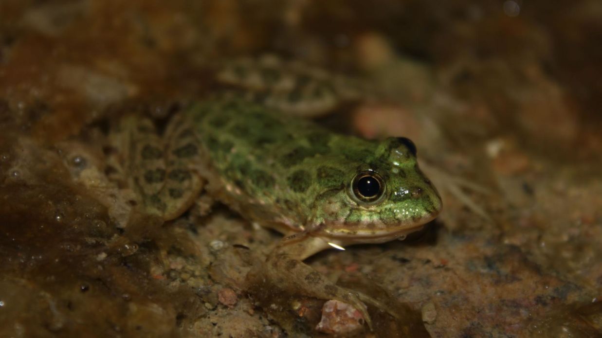 Image of an Indian Skittering frog