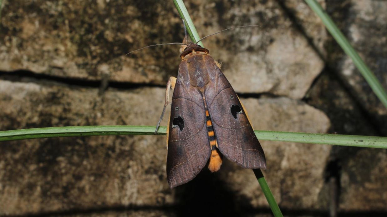 Image 14 Yellow underwing