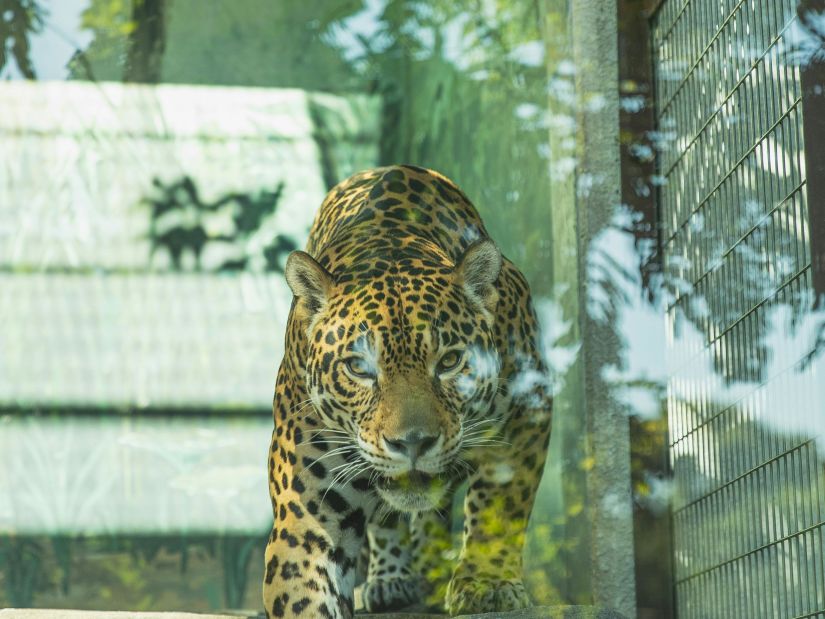 A jaguar prowling in its enclosure at a zoo, with the reflection of a tree on the glass and the metal fence of the enclosure visible in the background.