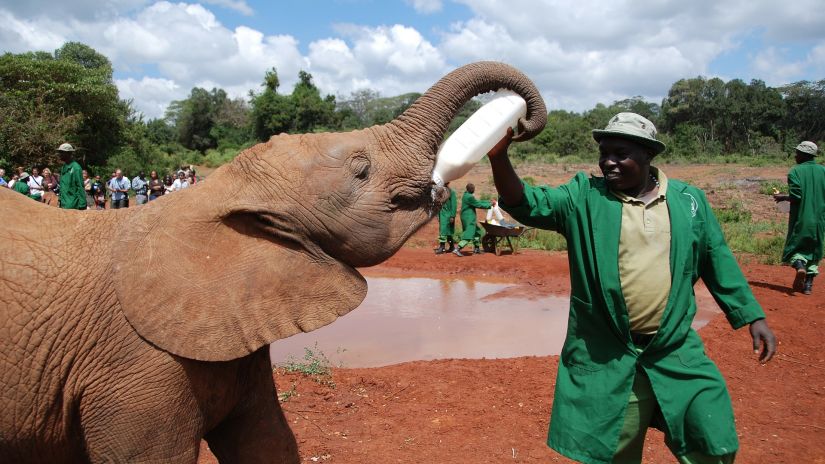 David Sheldrick Wildlife Trust