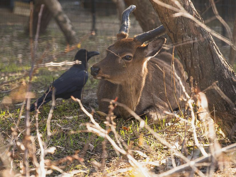 A young antelope resting under a tree with a crow nearby, in a sunlit enclosure.