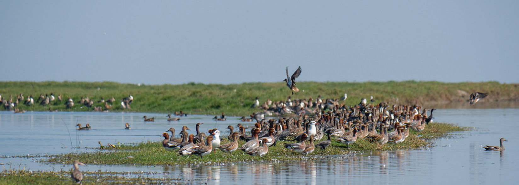 Balukhand Konark Wildlife Sanctuary a picture of a group of birds 