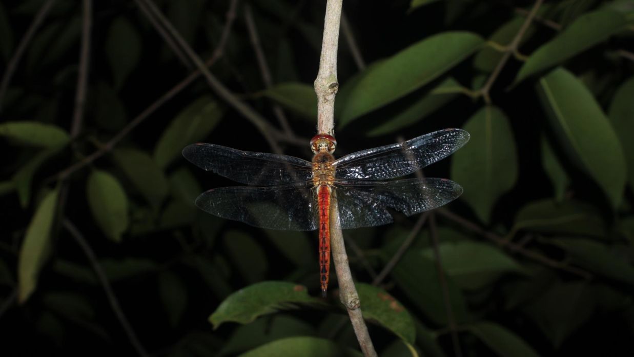 Image of a Globe Skimmer