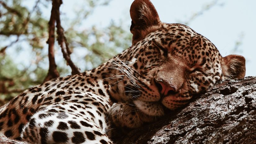 A leopard sleeping on a branch - Best vacations near Delhi