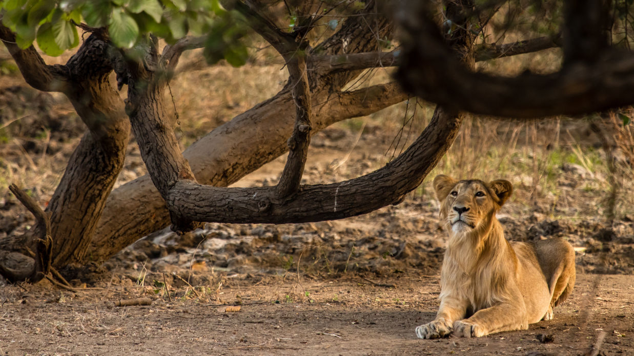 Lion about a 100 meters away from the ness