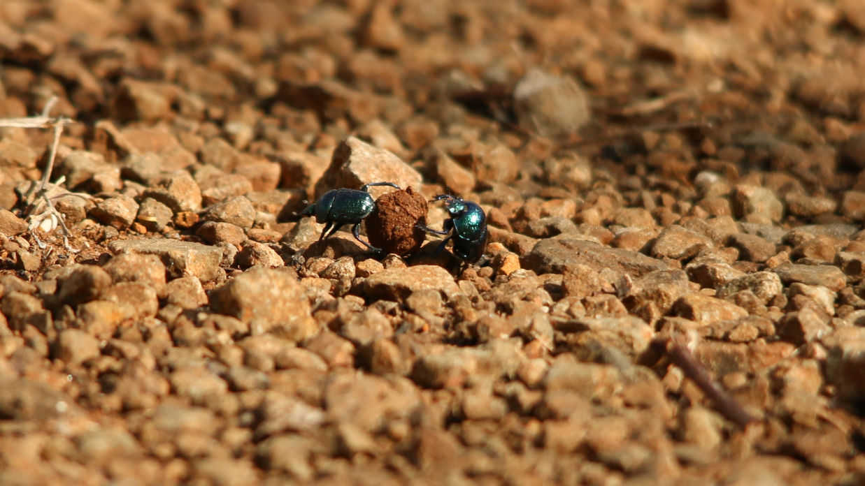 Dung Beetles carrying a pebble 