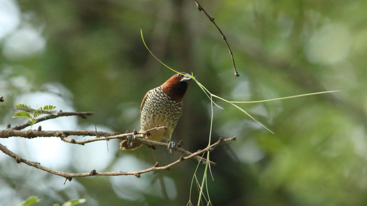 Scally Breasted Munia with nesting material