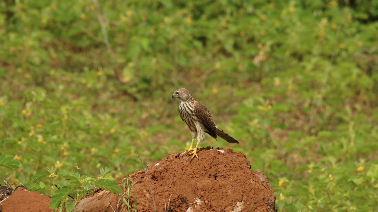 Shikra on collapsed termite mound due to rain