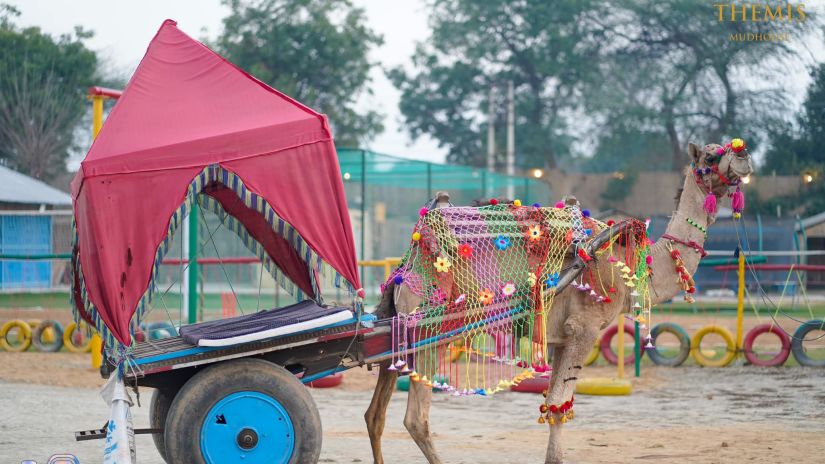 a camel moving a cart draped in red cloth