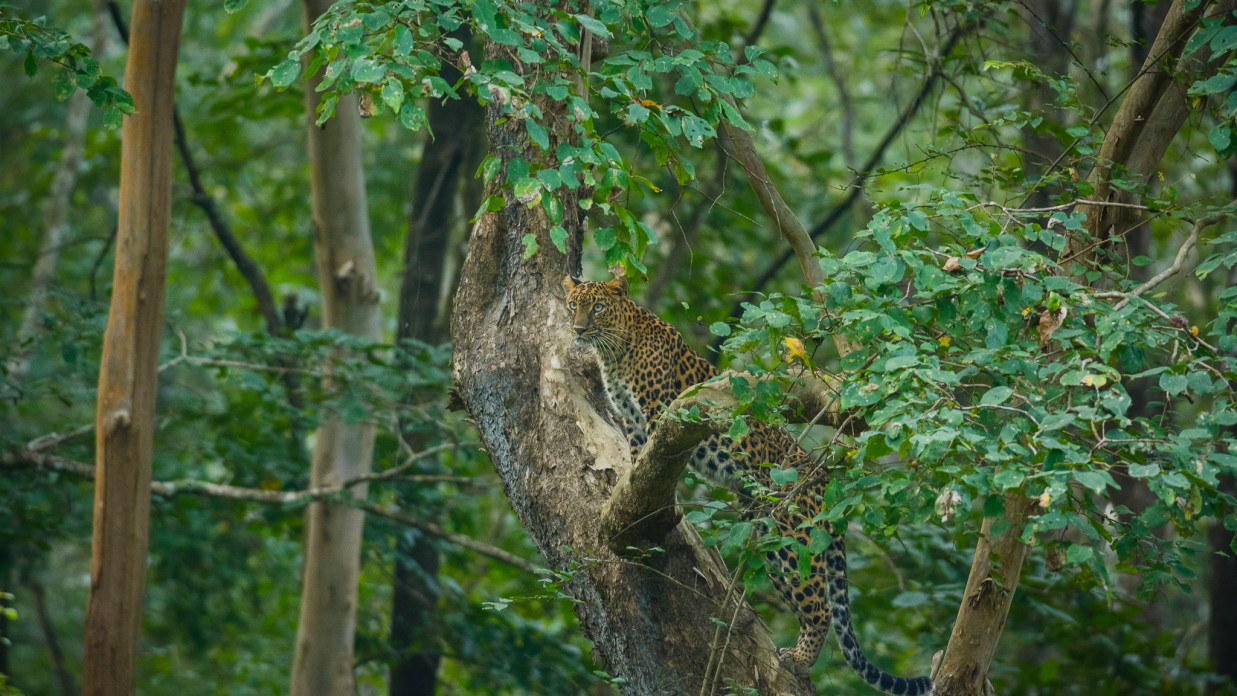 Jaguar at Kabini Wildlife Sanctuary