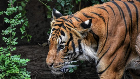 A close-up of a Bengal tiger in its natural habitat, showcasing its vibrant orange coat with bold black stripes and a focused gaze, surrounded by verdant foliage.