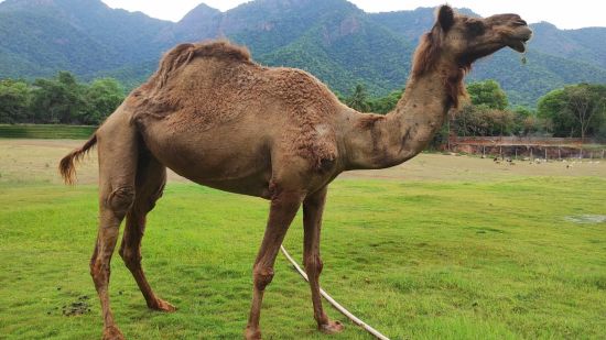 a camel with one hump on the garden with mountains in the background - Black Thunder, Coimbatore