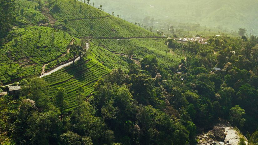 lush green fields - Rosetum Kasauli