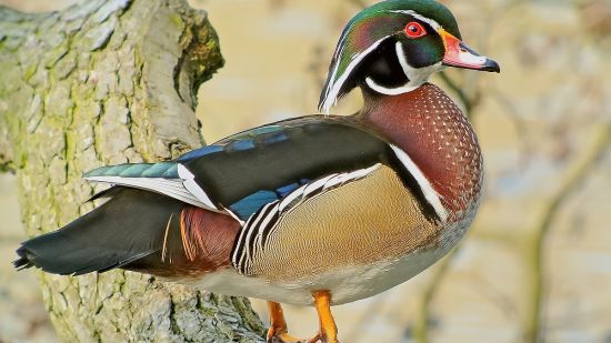 WOOD DUCK OR CAROLINA DUCK