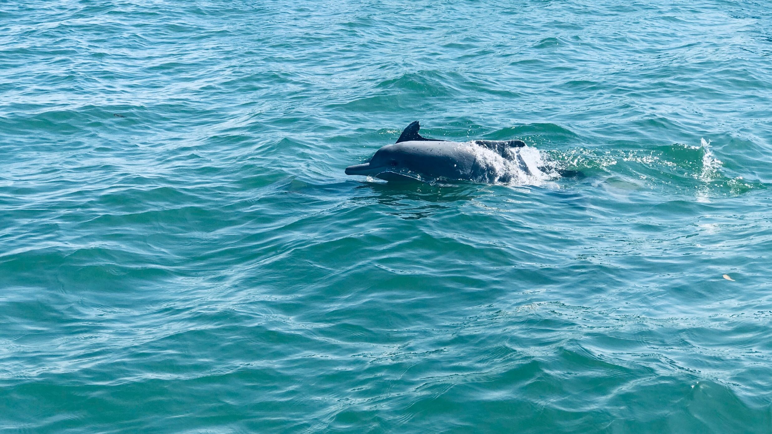 blue whale in crystal clear water @ Lamrin Ucassaim Hotel, Goa