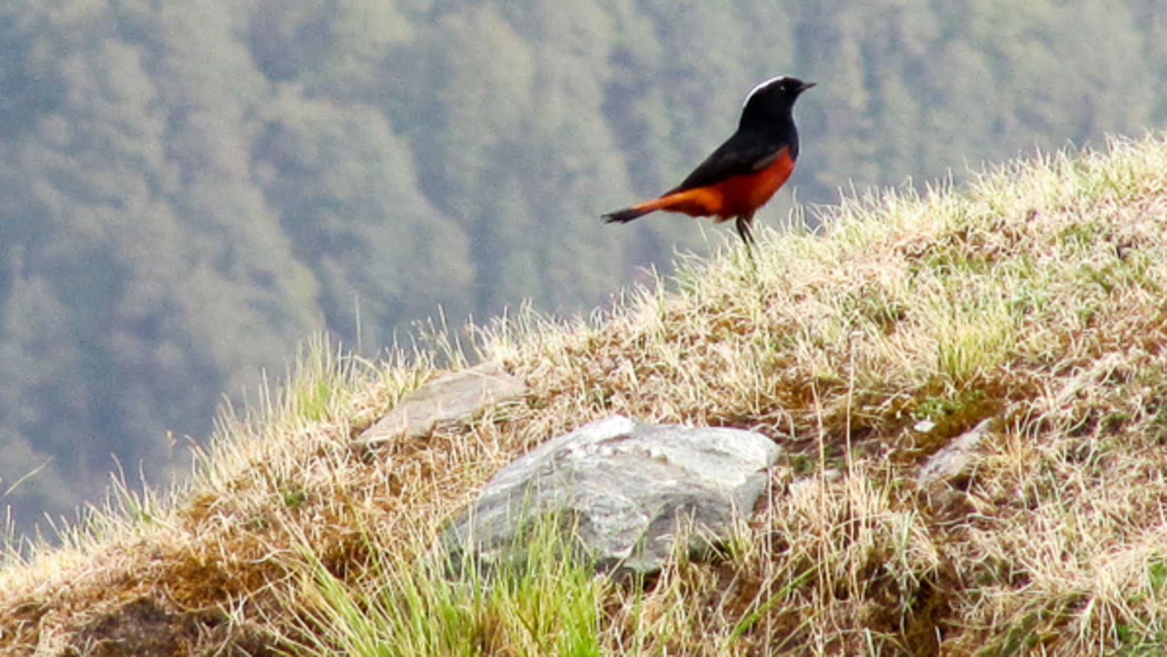 An image of White-capped redstart bird near the mountains