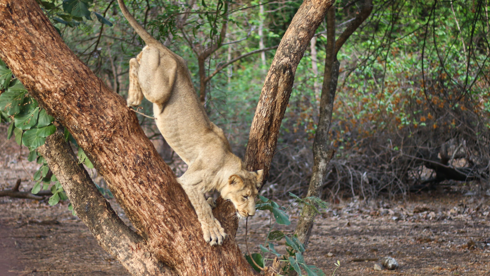 Current Devadungar sub adult lion on tree