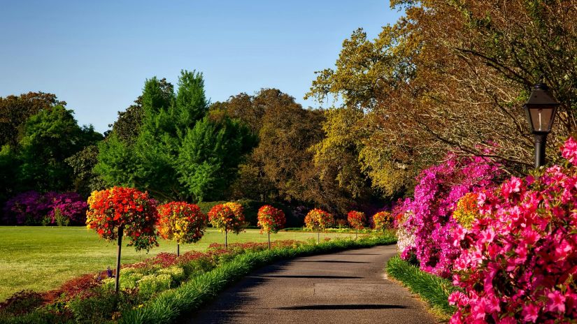 A garden with colourful plants and walkway.