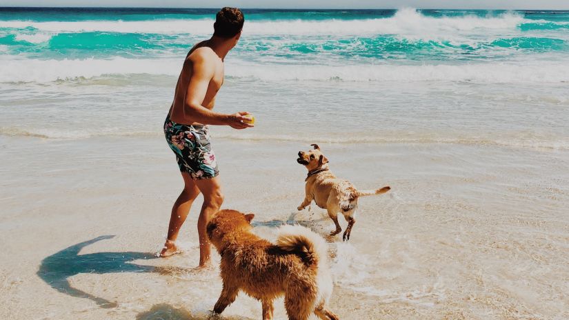 a man playing with his dogs on the beach