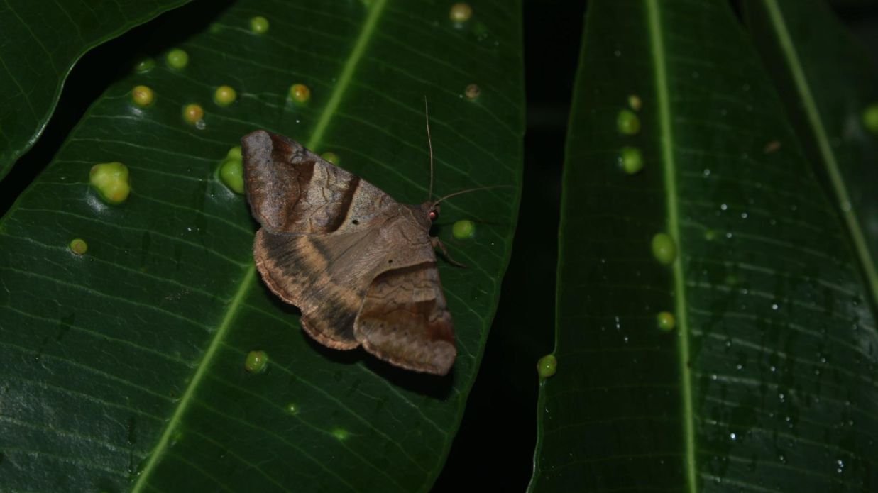 Image of a brown-striped semi looper