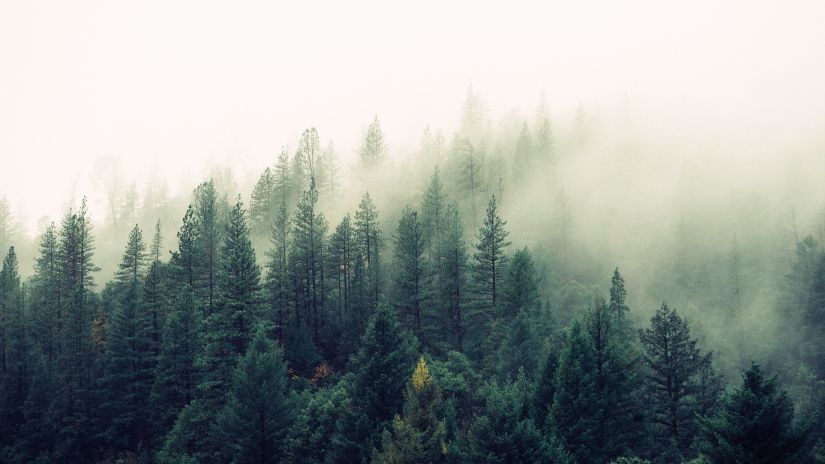 View of several pine trees with god covered in the background