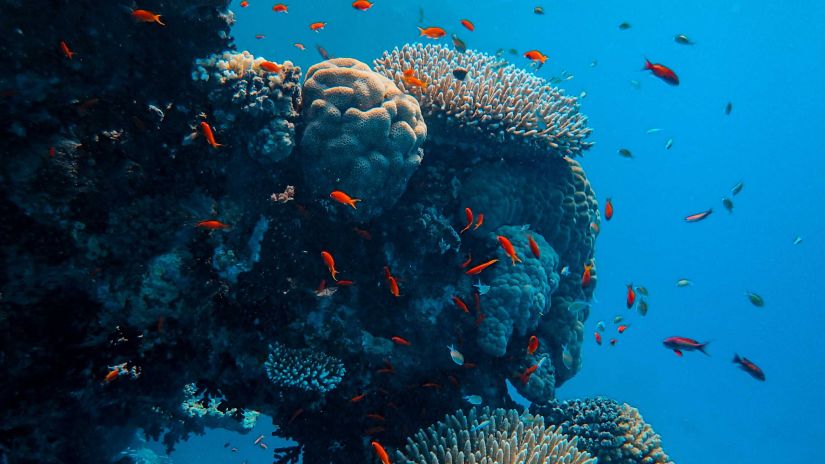 corals in Andaman